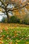 Fallen leaves on a lawn