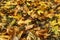 Fallen leaves of maple on the ground in autumn park. Macro photo of yellow foliage in warm sun rays. Beautiful fall scene. Tilt-