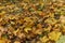 Fallen leaves of maple on the ground. Macro photo of yellow foliage in warm sun rays. Seasonal countryside concept. Tilt-shift