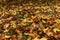 Fallen leaves of maple on the ground. Macro photo of yellow foliage in warm sun rays. Seasonal countryside concept. Tilt-shift