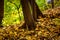 Fallen leaves near beautiful tree