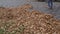 Fallen leaves near houses are being cleaned by a municipal worker in the autumn.