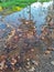 Fallen leaves in the puddle, autumn is here, water reflects the sky