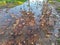 Fallen leaves in the puddle, autumn is here, water reflects the sky