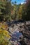 Fallen leaves in a puddle surrounded by colorful trees in autumn