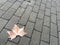 Fallen leaves, roads and snow, symbolizing winter