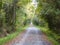 Fallen leaves rustic path