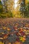 Fallen leaves on a small road at fall