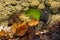 Fallen leaves in transparent river water