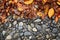 fallen leaves trapped against a pebble path