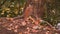 Fallen Leaves Under An Oak Tree At The Lakeside In Berlin In Autumn