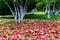 Fallen leaves at Xixi Wetland Park in Hangzhou