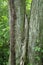 Fallen limb between two trees