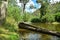 Fallen log laying the inside a flowing river