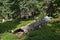 Fallen log in meadow