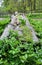 Fallen Log with Moss and Grass Growing Out of It 1