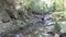 Fallen log at West Ithaca Creek, Brisbane Australia.