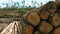 Fallen logs lie on territory of logging. Pile with cutted trunks