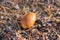 Fallen lonely acorn on small stones