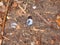 A fallen lush ripe sloe berry on the ground