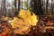 Fallen maple leaf in backlight