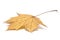 Fallen maple leaf, isolated, large detailed isolated macro closeup