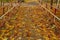 fallen maple leaves covering the road