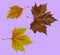 Fallen maple leaves on purple background