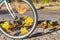 Fallen maple leaves between spoked bicycle wheel