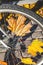 Fallen maple leaves between spoked bicycle wheel