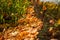 A fallen mesh fence littered with fallen maple leaves in autumn