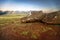 Fallen moai in Easter Island