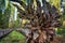 Fallen Monarch Tree, Mariposa Sequoia Grove, Yosemite National Park, California