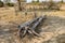 Fallen mopane tree in bushland of south luangwa national park zambia