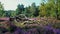 Fallen multi-stemmed bare tree in a beautiful flowering purple heather field