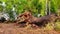 Fallen Neem tree cause of heavy thunderstorm