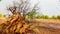 Fallen Neem tree cause of heavy thunderstorm