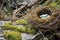 fallen nest on a rocky terrain, showing resilience in nature