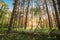 Fallen Old Pine Tree In Coniferous Forest After Strong Hurricane Wind. European Green Coniferous Forest