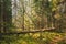 Fallen Old Tree In Coniferous Forest After Strong Hurricane Wind. European Green Coniferous Forest