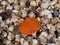 Fallen orange leaf on thousands seashells, empty shell on beach