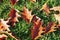 Fallen orange leaves on grass in autumn. Bright colors of the fall