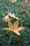 Fallen parasol tree leaves