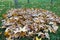 Fallen parasol tree leaves