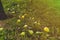 Fallen pears fruit under the tree laying on grass in garden d