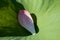 Fallen petal from a lotus flower inside its leaf. Selective focus