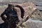 Fallen Petrified Log Balancing in the Desert