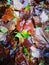 Fallen Phoenix tree leaf lying on wet ground