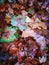 Fallen Phoenix tree leaf lying on wet ground