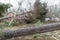 Fallen pine trees in front of a red cottage after the terrible storm Alfrida in Sweden